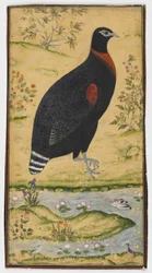 Um, spurfowl, em, um, paisagem, quadro, tarde, 17o século